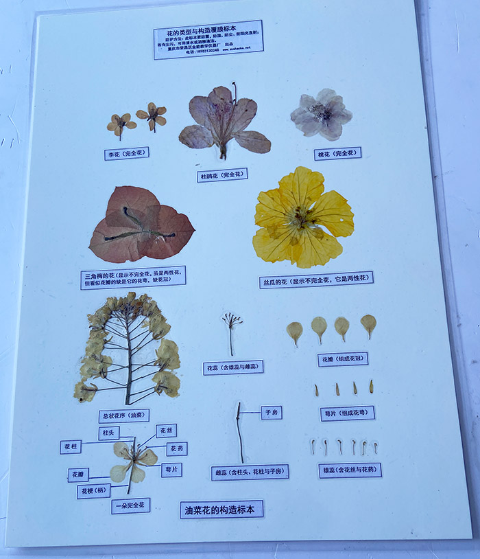 植物标本